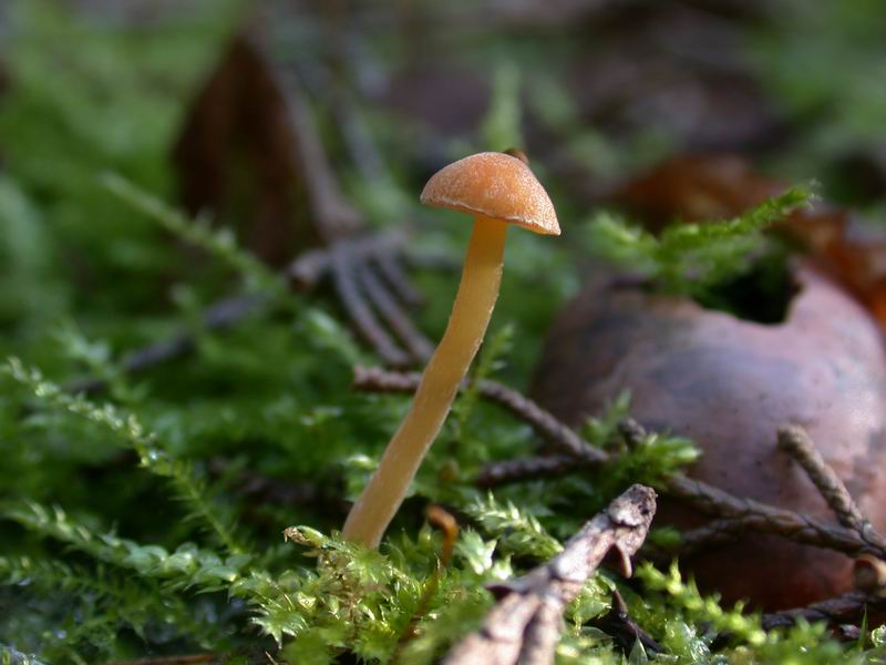 Galerina laevis